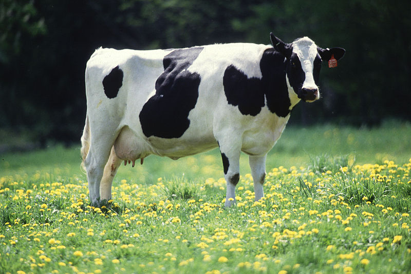 Holstein-Frisian